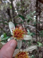 Diplolaena dampieri
