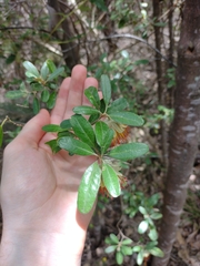 Diplolaena dampieri