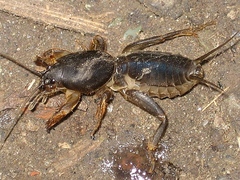 Gryllotalpa gryllotalpa