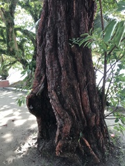 Swietenia macrophylla