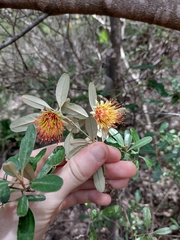 Diplolaena dampieri