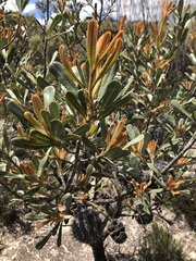 Banksia ornata
