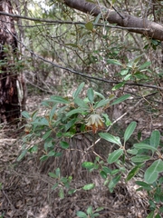 Diplolaena dampieri
