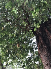 Swietenia macrophylla