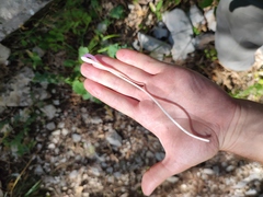 Colchicum umbrosum