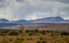 Tragelaphus oryx oryx