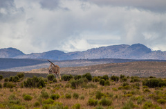 Tragelaphus oryx oryx