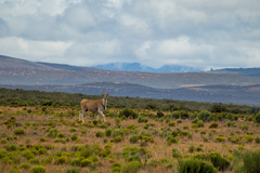 Tragelaphus oryx oryx
