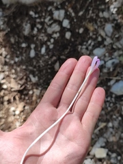 Colchicum umbrosum