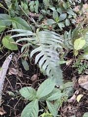 Blechnum occidentale