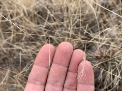 Aristida ternipes