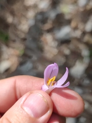 Colchicum umbrosum