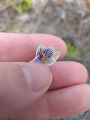 Thelymitra pulchella