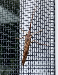 Nemotaulius hostilis