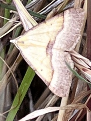 Anachloris subochraria