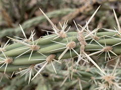 Cylindropuntia acanthocarpa