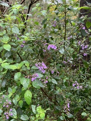 Prostanthera melissifolia