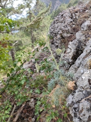 Seseli gummiferum