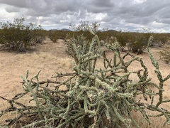 Cylindropuntia acanthocarpa