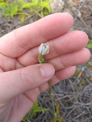 Thelymitra pulchella