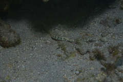 Corythoichthys