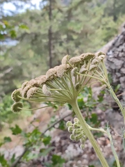 Seseli gummiferum