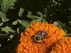 Bombus impatiens