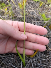Thelymitra pulchella