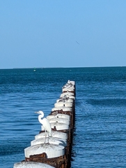 Ardea herodias occidentalis