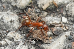 Formica incerta