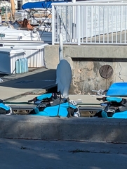 Ardea herodias occidentalis