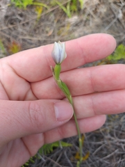 Thelymitra pulchella