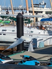 Ardea herodias occidentalis