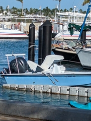 Ardea herodias occidentalis