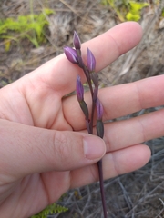 Thelymitra pulchella