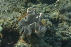 Lobophytum sarcophytoides