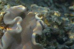 Lobophytum sarcophytoides