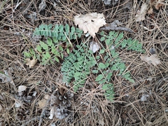 Psephellus declinatus