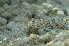 Istigobius decoratus