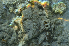 Istigobius decoratus