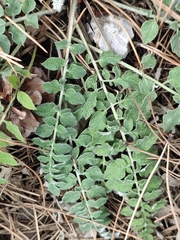 Psephellus declinatus