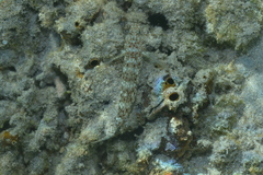 Istigobius decoratus