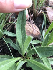 Dimorphotheca jucunda