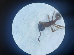 Myrmica latifrons