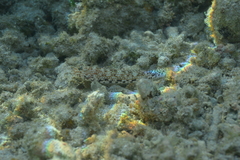 Istigobius decoratus