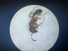Myrmica latifrons