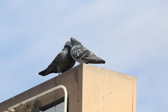 Columba livia domestica