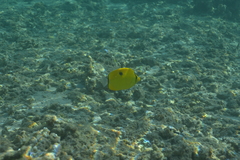 Chaetodon interruptus