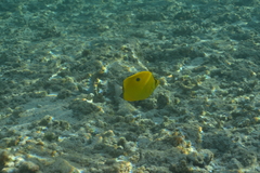 Chaetodon interruptus