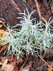 Pseudognaphalium beneolens
